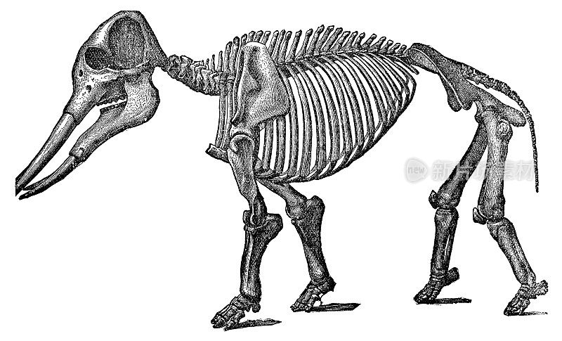 钉兽骨架(Gomphotherium Angustidens) - 19世纪